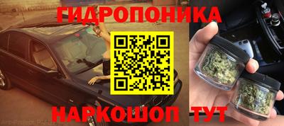 шишки Заволжье